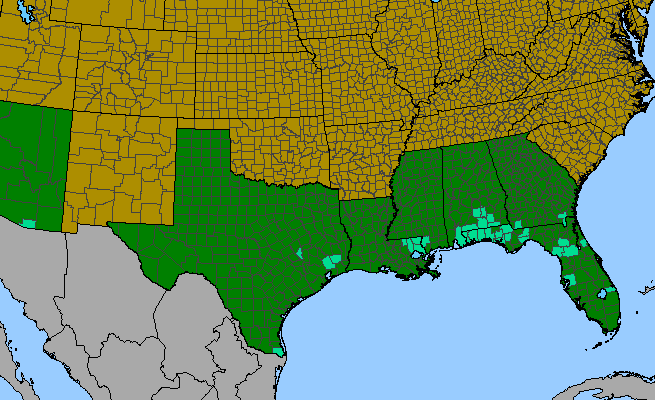 The range of Mitracarpus hirtus